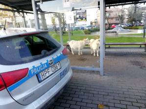 Nietypowe pasażerki: białe kozy na przystanku w Rozprzy zaskakują mieszkańców!
